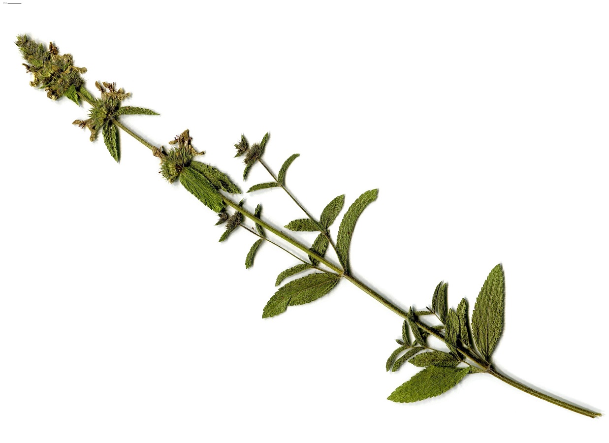 Stachys recta subsp. recta (Lamiaceae)